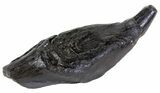 Fossil Whale Tooth - South Carolina #63564-1